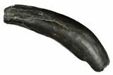 Fossil Sperm Whale (Scaldicetus) Tooth - South Carolina #176131-1